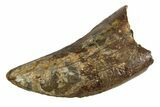 Tyrannosaur (Nanotyrannus) Tooth - Montana #350770-1